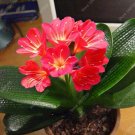 JMS 100 Pcs Gorgeous Clivia Bonsai (Kaffir Lily),Rare Bonsai Flower Plant,Indoor Plant Clivia Miniat