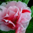 JMS Heirloom 100 Pcs Garden Dwarf Balsam Pretty Double Impatiens Flower Novelty Bonsai Plant Easy To