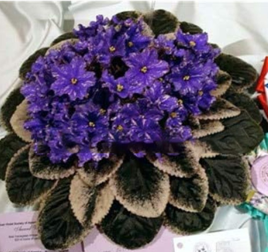 JMS 100 Pcs Mini Violet Beautiful Bonsai Flower, African Red Purple Mini Sky Blue Violet Bonsai Rare