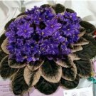 JMS 100 Pcs Mini Violet Beautiful Bonsai Flower, African Red Purple Mini Sky Blue Violet Bonsai Rare