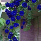 JMS 50Pcs Blue Climbing Rose Seeds