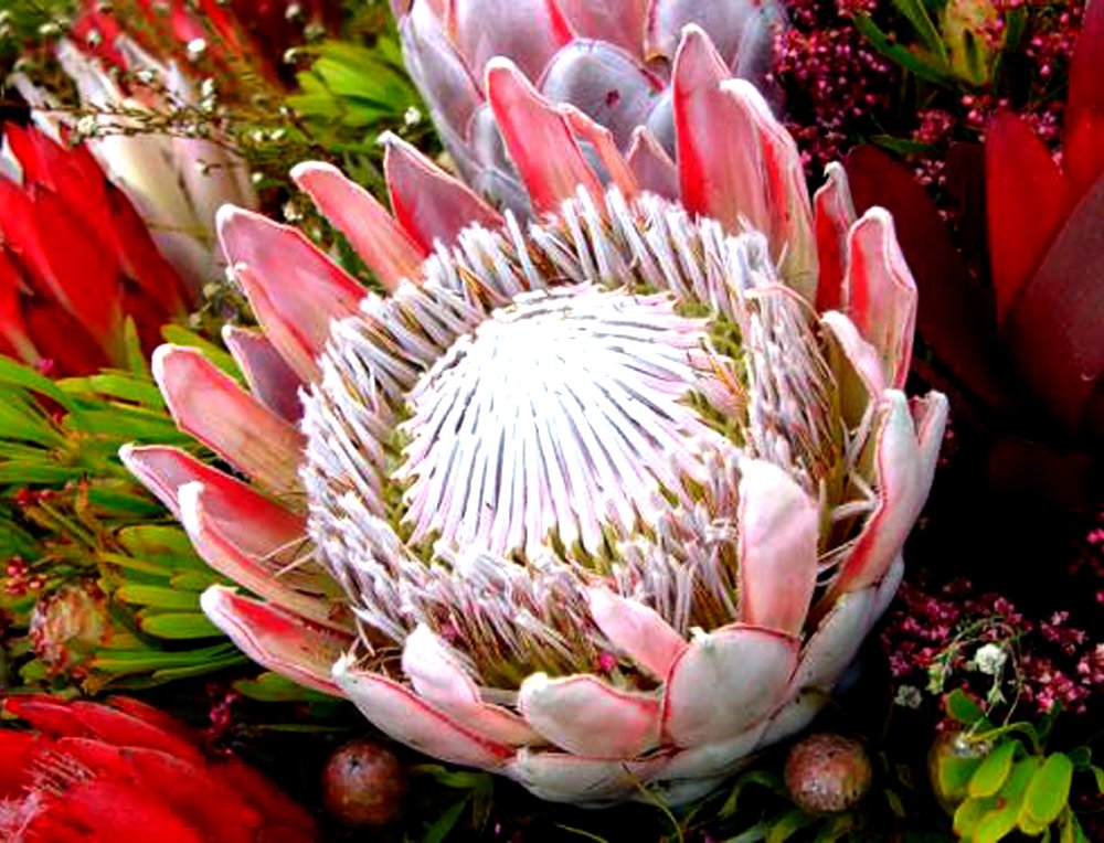JMS 2Pcs Protea Cynaroides Seeds Water Pink Flowers