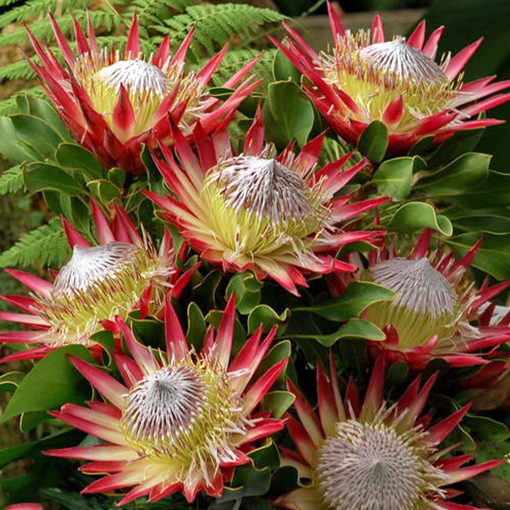 JMS 2Pcs Protea Cynaroides 'Maddie' Seeds