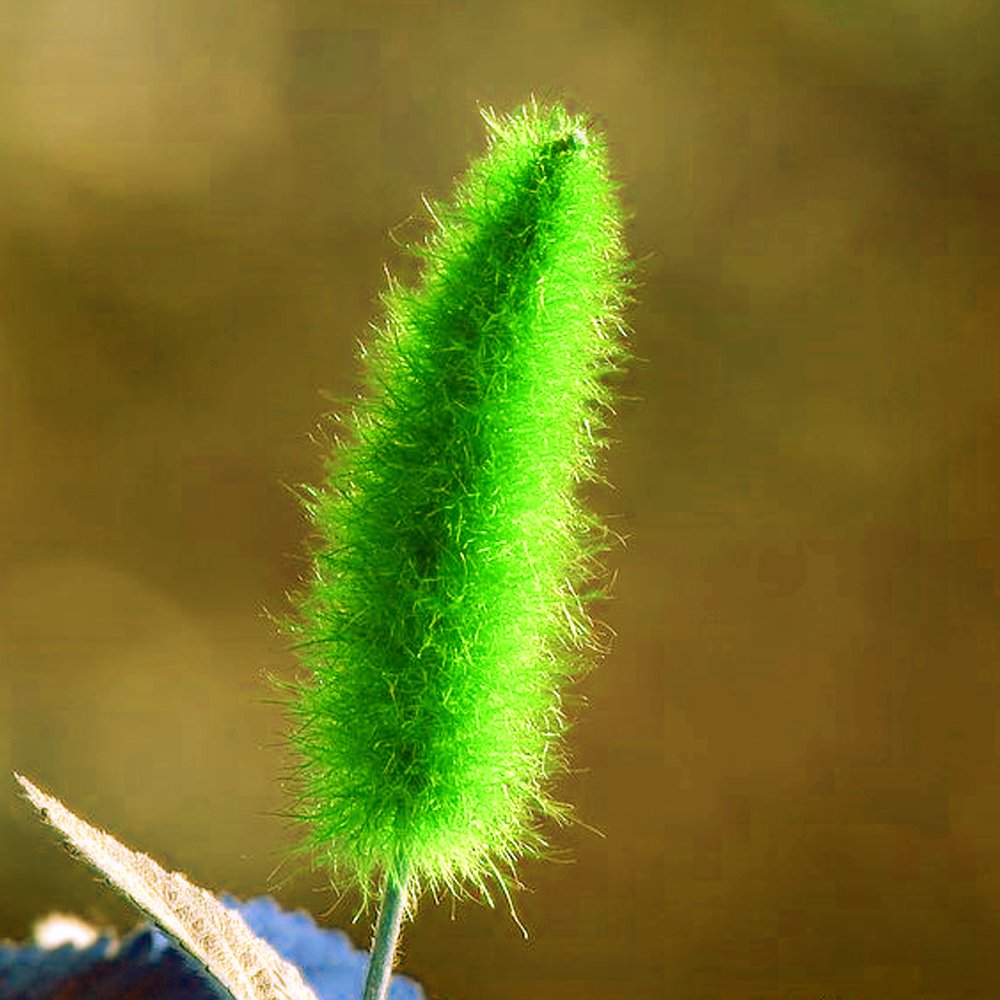 JMS 100Pcs Acalypha Hispida Seeds Green Chenille Plants Bonsai Ornamental Flowers