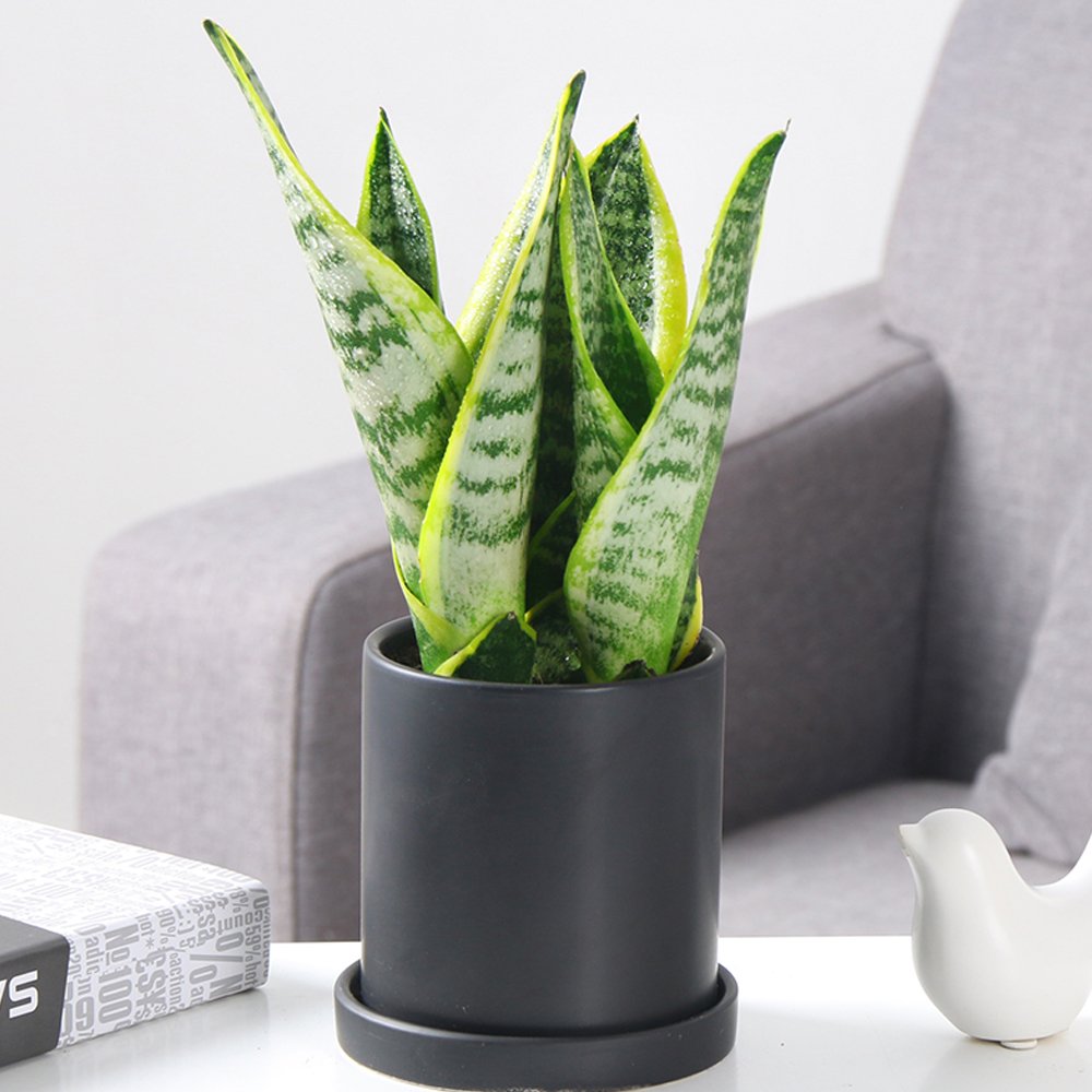 JMS 100Pcs Colorful Sansevieria Seeds Bonsai Potted Balcony Indoor Plants