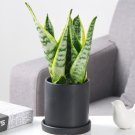 JMS 100Pcs Colorful Sansevieria Seeds Bonsai Potted Balcony Indoor Plants