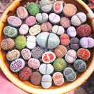 JMS 100Pcs Lithop Mixed Seeds