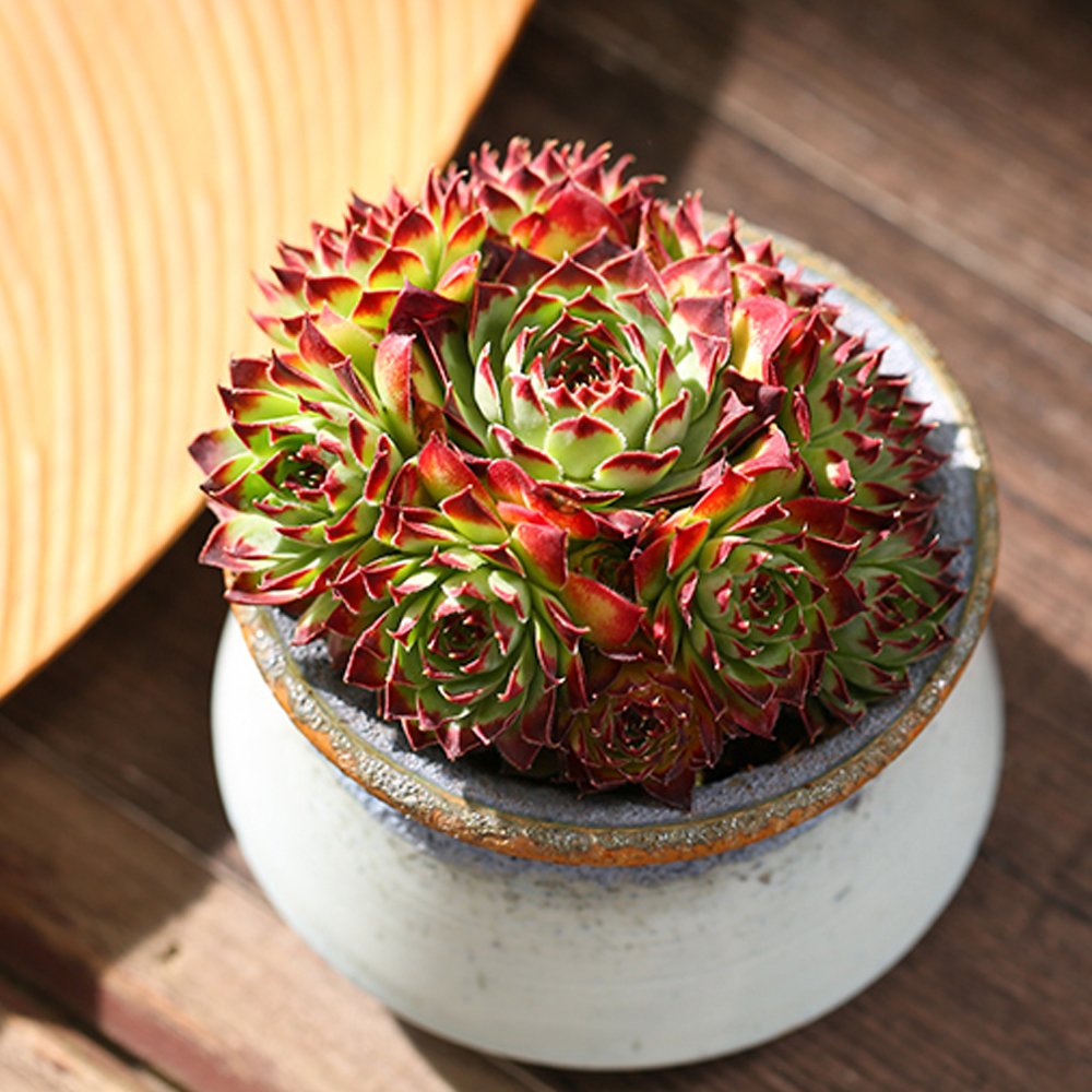 JMS 100Pcs Sempervivum Hybridum Seeds Hen And Chicks Hardy Perennial Succulent
