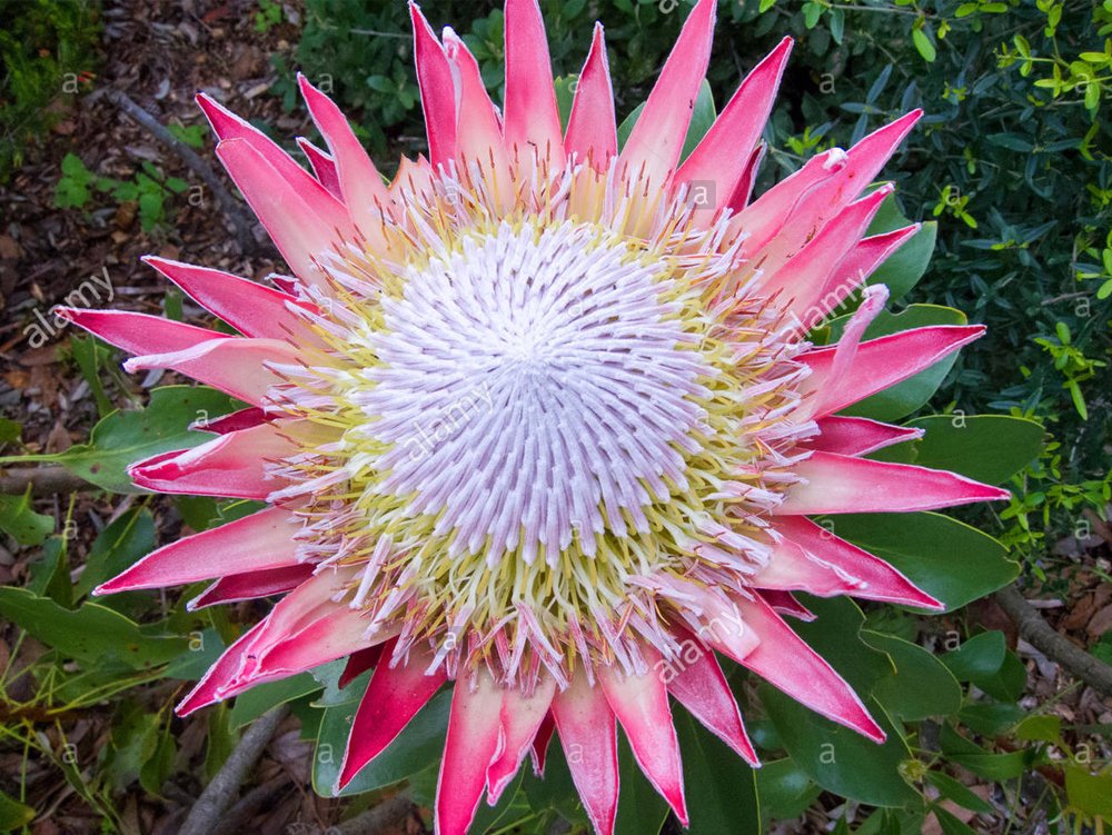 JMS 2Pcs Protea Cynaroides Seeds Light Pink Big Blooming Flowers Perennial Shurbs