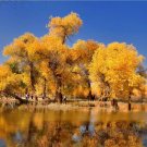 JMS 50Pcs Populus Euphratica Seeds Ornamental Euphrates Poplar Salt Poplar Tree Hu Yang Tree