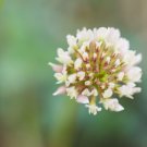 JMS 500Pcs Trifolium Repens Seeds White Clover Hokkaido