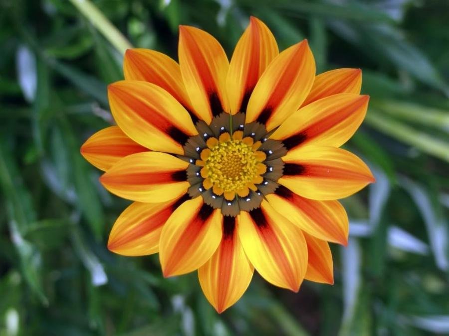 JMS 20Pcs Orange Gazania Flower Seeds