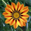 JMS 20Pcs Orange Gazania Flower Seeds