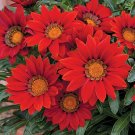 JMS 20Pcs Red Gazania Flower Seeds Treasure Flower