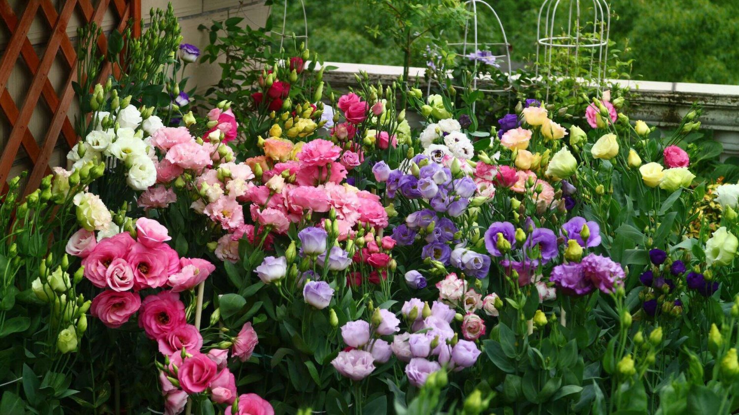 JMS 100Pcs Mixed Eustoma Seeds Imported Eustoma Grandiflorum Mixed Dozens Of Varieties (Seed Pelleti