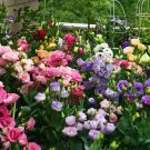 JMS 100Pcs Mixed Eustoma Seeds Imported Eustoma Grandiflorum Mixed Dozens Of Varieties (Seed Pelleti