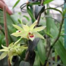 JMS 1 Pod Dendrobe Seeds (Flower Powder) Dendrobium Orchid Flowers Herba Dendrobii