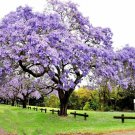 JMS 1000Pcs Paulownia Seeds Chinese Royal Paulownia Fast Growing Princess Tree Kiri
