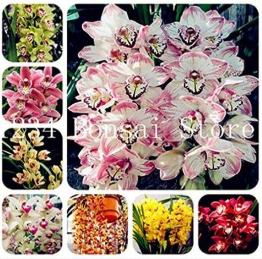 JMS 100Pcs Mixed 8 Colors Rare Cymbidium Orchid Plant Seeds