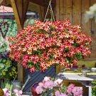 JMS 200Pcs Petunia 'Amore Queen Of Hearts' Seeds  Sh336Q