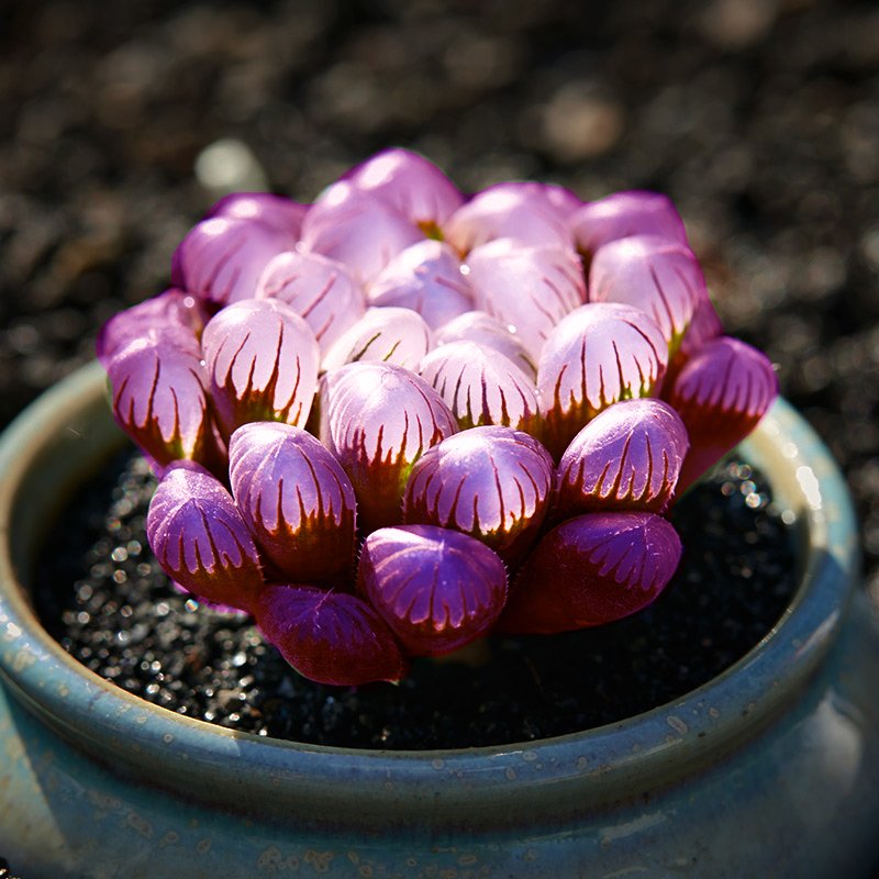 JMS Haworthia Seeds