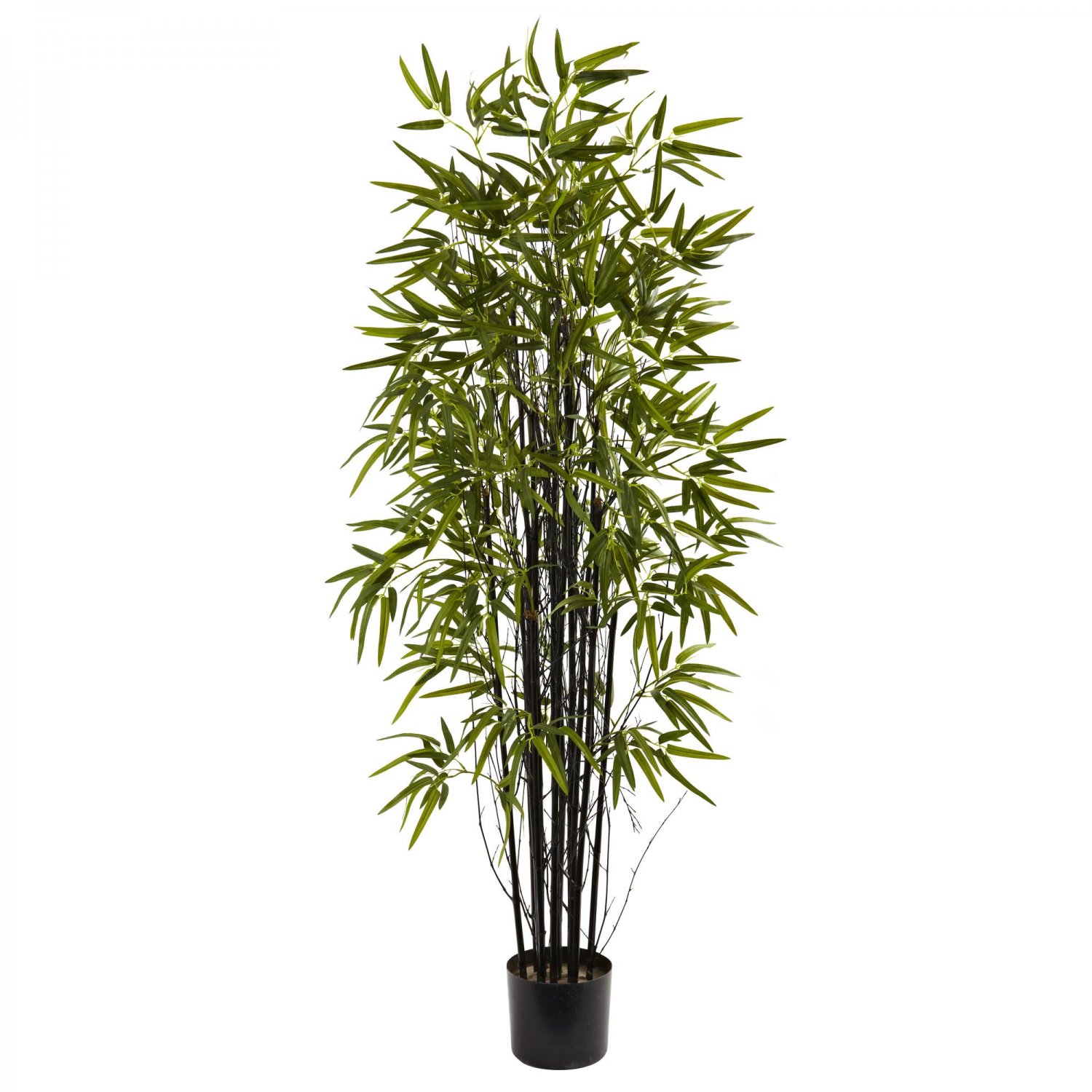 JMS 50Pcs Black Lucky Bamboo Bonsai Seeds Garden Bambusa Ventricosa Ornamental Plants Seeds