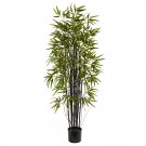 JMS 50Pcs Black Lucky Bamboo Bonsai Seeds Garden Bambusa Ventricosa Ornamental Plants Seeds
