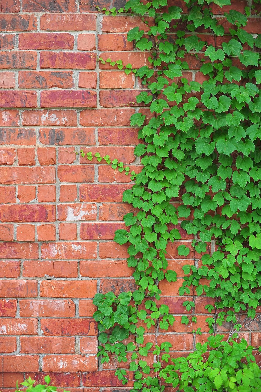 JMS 50Pcs Green Boston Ivy Seeds Evergreen Climbing Plants