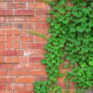 JMS 50Pcs Green Boston Ivy Seeds Evergreen Climbing Plants