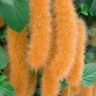 JMS 100Pcs Hybrid F2 Chenille Plant (Acalypha Pendula) Seeds Orange Color Bonsai Perennial Hanging P
