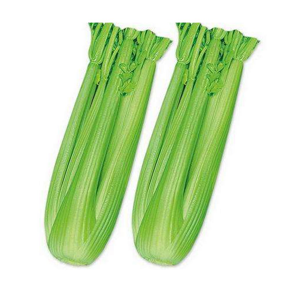 JMS 10,000 Pcs F1 Hybrid Celery Seeds Garden Green Chinese Vegetables