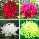 JMS 2Pcs Telopea Speciosissima New South Wales Waratah Flower Seeds