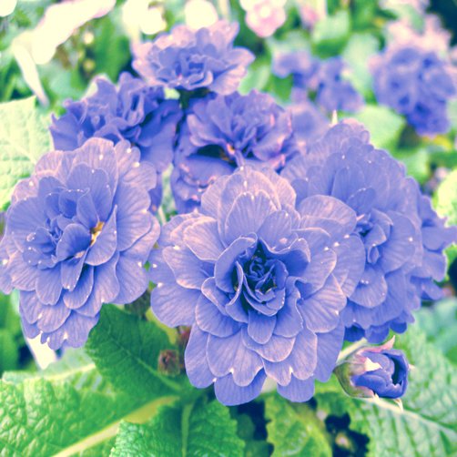 JMS 100Pcs African Violet Blue Blazes Seeds