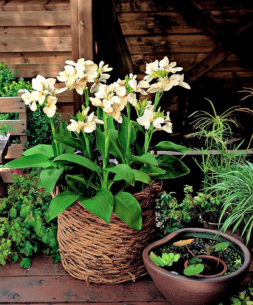 JMS 50Pcs Canna Lily Seeds Gorgeous Lily-Like Blossoms In Cream White