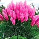 JMS 500Pcs Pampas Grass Rare Flower Bonsai For Home Garden Planting Selloana Garden Decoration Diy -