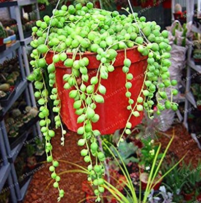 JMS Gardem Beads Senecio Rowleyanus Bonsai Pearl Chlorophytum Succulent Plants Bonsai Potted Plants 