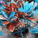 JMS 100Pcs Blue Variegated Leaf Croton Mixed Colorful Ornamental Bonsai Plants For Home Garden Patio
