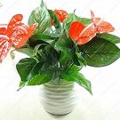 JMS 50Pcs Anthurium Plants Beautiful Rainbow Anthurium Garden Flowers High Survival Rate Bonsai Tree