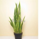 JMS 300Pcs Artificial Succulent Agave Sansevieria Trifasciata Bonsai Potted Balcony Office Plant Pot
