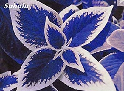 JMS 100Pcs Coleus Bonsai Rare Coleus Blumei Rainbow Mix Color Flower Bonsai For Home Garden Indoor B