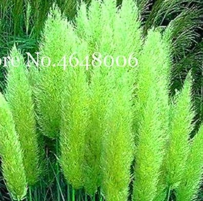 JMS 300 Pcs Colorful Pampas Grass Cortaderia Bonsai, Very Beautiful Garden Flower Plants Cortaderia 