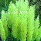 JMS 300 Pcs Colorful Pampas Grass Cortaderia Bonsai, Very Beautiful Garden Flower Plants Cortaderia 