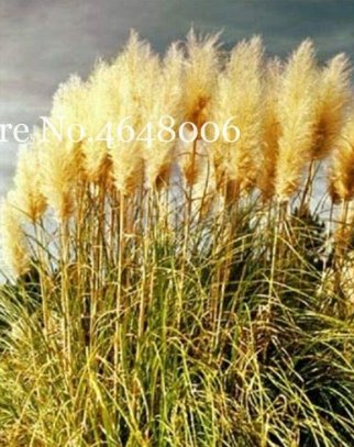 JMS 300 Pcs Colorful Pampas Grass Cortaderia Bonsai, Very Beautiful Garden Flower Plants Cortaderia 