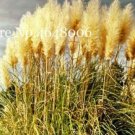 JMS 300 Pcs Colorful Pampas Grass Cortaderia Bonsai, Very Beautiful Garden Flower Plants Cortaderia 