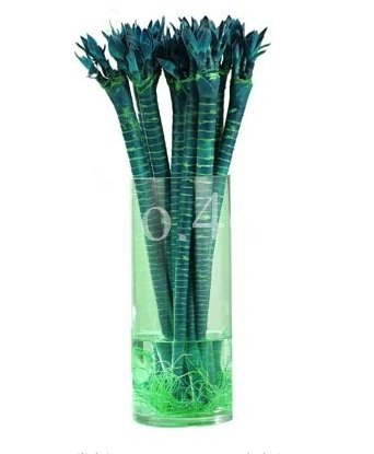 JMS 10 Pcs Rainbow Lucky Bamboo Bonsai Small Potted Plants Purify Dracaena Plantas,Planting Simple F