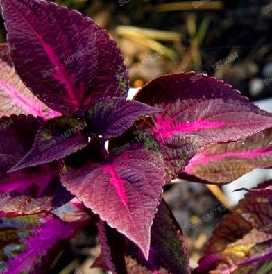 JMS 100Pcs Bonsai Plants Garden Rare Plants Red Shiso Frutescens Purple Perilla Plantas, Perilla Fru