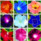 JMS 100Pcs/Pack Morning Glory Flower Flores, Perennial Garden Flowers,Easy To Grow,Bonsai Plant For 