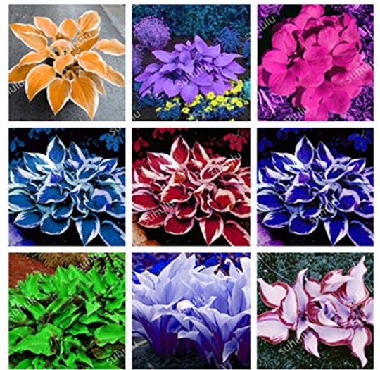 JMS Promotion! 150 Pcs Beautiful Hosta Bonsai, Perennials Lily Flower Shade Hosta Flower Grass Bonsa