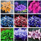 JMS Promotion! 150 Pcs Beautiful Hosta Bonsai, Perennials Lily Flower Shade Hosta Flower Grass Bonsa