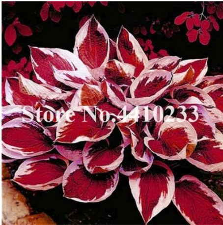 JMS Promotion! 150 Pcs Beautiful Hosta Bonsai, Perennials Lily Flower Shade Hosta Flower Grass Bonsa